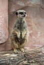 meerkat - zoo - france Royalty Free Stock Photo