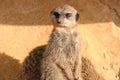 meerkat - zoo - france Royalty Free Stock Photo