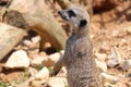 meerkat - zoo - france Royalty Free Stock Photo