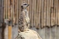 meerkat - zoo - australia Royalty Free Stock Photo