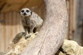 meerkat - zoo - australia Royalty Free Stock Photo