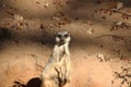 Meerkat in zoo in germany in nuremberg. Royalty Free Stock Photo