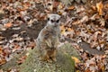 MEERKAT - ZOO - HUNGARY Royalty Free Stock Photo