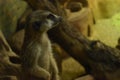 meerkat Royalty Free Stock Photo