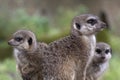 Meerkat in the zoo photo Royalty Free Stock Photo