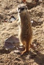 Meerkat