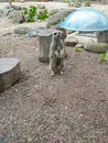 Meerkat at the zoo watching onlookers