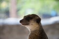 Meerkat in the zoos Royalty Free Stock Photo