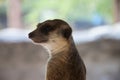 Meerkat in the zoos Royalty Free Stock Photo