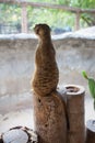 Meerkat in the zoos