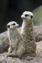 Meerkats 1 Royalty Free Stock Photo