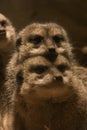 Meerkats Royalty Free Stock Photo