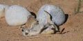 Meerkats Royalty Free Stock Photo