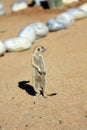 Meerkats Royalty Free Stock Photo