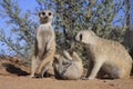 Meerkats Royalty Free Stock Photo