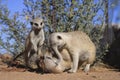 Meerkats Royalty Free Stock Photo