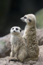 Meerkats 2 Royalty Free Stock Photo
