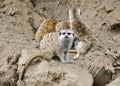 Meerkats Royalty Free Stock Photo