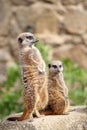 Meerkats