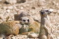 Meerkats