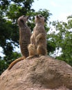 Meerkats Royalty Free Stock Photo