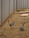Meerkats in action of noise Royalty Free Stock Photo