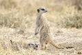 Meerkats adult and two juveniles on the lookout Royalty Free Stock Photo