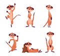 Meerkats. African wild animals meerkats in action poses exact vector standing characters