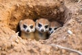 meerkats alert at the entrance of their burrow Royalty Free Stock Photo