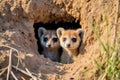 meerkats alert at the entrance of their burrow Royalty Free Stock Photo