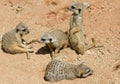 Meerkats baby