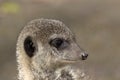 Headshot of a meerkat - nature picture Royalty Free Stock Photo