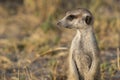 Meerkats in Botswana, a joy to watch them.