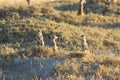 Meerkats in Botswana/South Africa