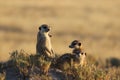 Meerkats in Botswana/South Africa