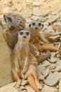 Meerkats chilling out