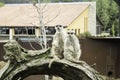 Meerkats couple