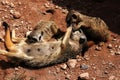 Meerkats cuddle togehter Royalty Free Stock Photo