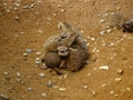 Meerkats cuddling in zoo in bavaria Royalty Free Stock Photo