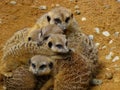 Meerkats cuddling in zoo in bavaria Royalty Free Stock Photo