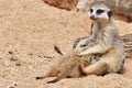 Meerkats Family, Mother Meerkat is feeding Baby Meerkats