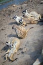 Meerkats family on relax Royalty Free Stock Photo