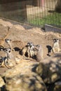 Meerkats family on relax Royalty Free Stock Photo