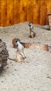 MEERKATS ARE FUNNY ANIMALS. Meerkats Suricata suricata are close relatives of mongooses.