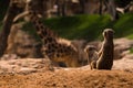 Meerkats in a funny pose with a giraffe in the background Royalty Free Stock Photo