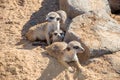 Meerkats group hiding behind the rocks Royalty Free Stock Photo