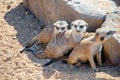 meerkats group Royalty Free Stock Photo
