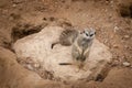 Meerkats guards on the stone. Meerkat in the zoo Royalty Free Stock Photo