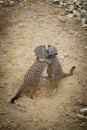 Meerkats Hugging in Love
