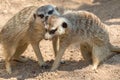 Meerkats Kgalagadi Transfrontier Park